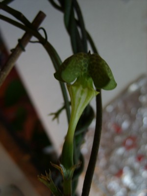 Leuterblumen 012.jpg