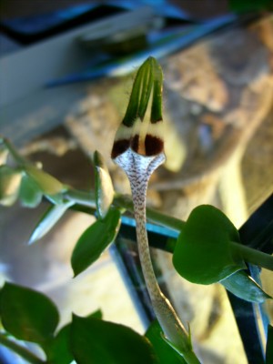 Leuterblumen 011.jpg