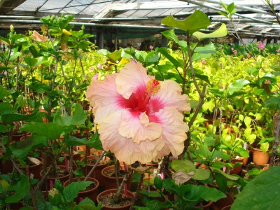 Mai 2009 086.jpg