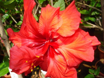 Mai 2009 085.jpg