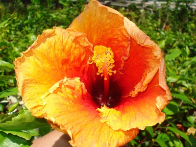 Mai 2009 067.jpg