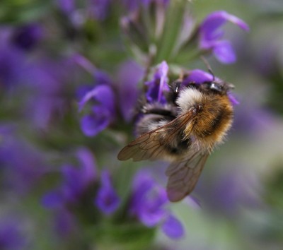 Makro Hummel auf Salbei - 4.jpg