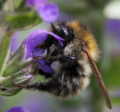 Makro Hummel auf Salbei - 5.jpg