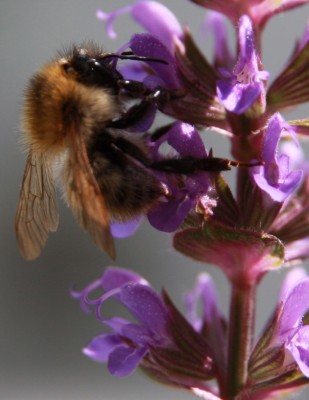 Makro Hummel auf Salbei - 1.jpg