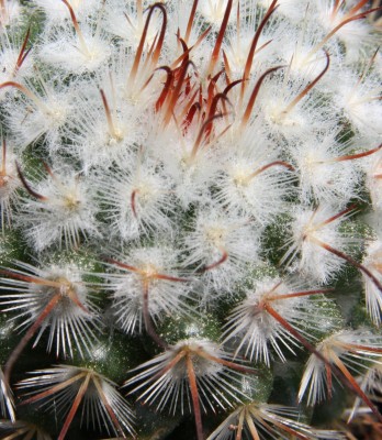 Makro Mammillaria 01.06.2009.jpg