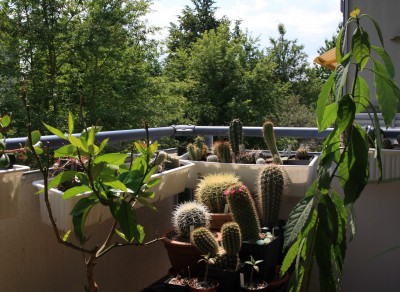 Kakteeneck - 01.06.2009.jpg