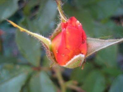 IMG_Knospe Rose.JPG
