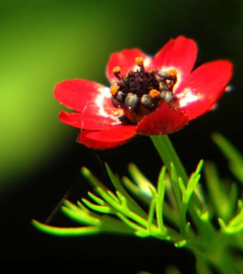 Adonis-aestivalis-in-der-Morgensonne.JPG