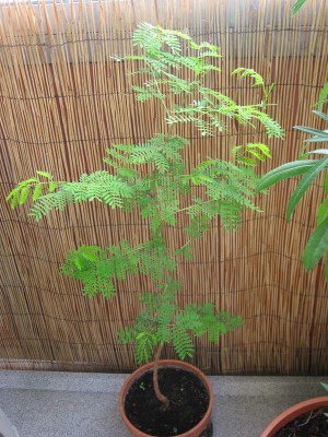 IMG_6083.JPG
