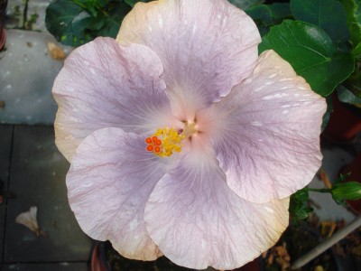 Mai 2009 108.jpg