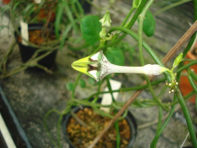 Mai 2009 095.jpg