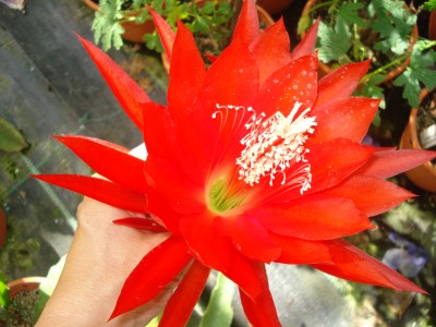 Mai 2009 124.jpg