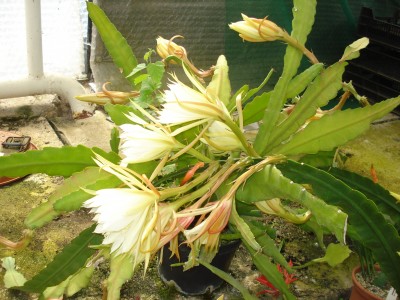 Mai 2009 118.jpg