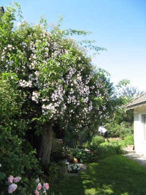 apfelbaum-rambler2.jpg