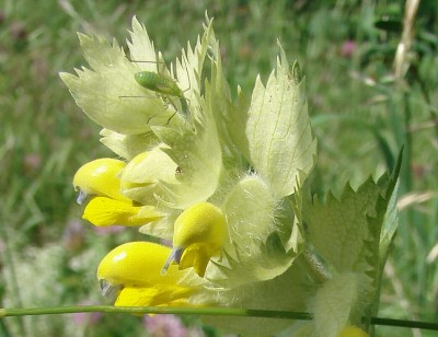ein grüner .....jpg
