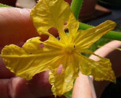 forum gurkenblüte 1.jpg