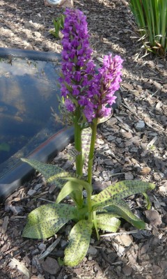 Dactylorhiza majalis.jpg