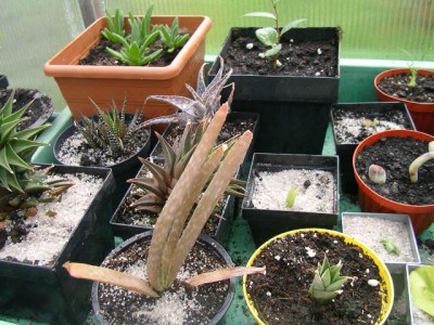 sukkulenten 006.JPG