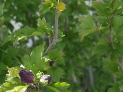 hibiskus-knospe.jpg