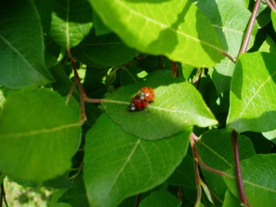 Marienkäfer-Frühlingsgefühle.JPG