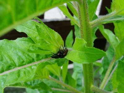 Juikäfer Frühlingsgefühle.JPG