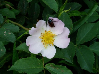 Junikäfer auf Heckenrose.JPG