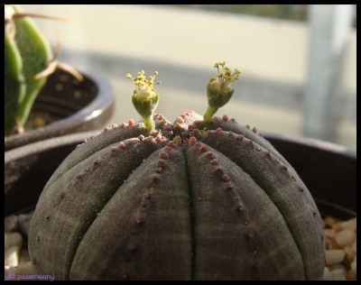 Euphorbia_obesa_Blüten1.jpg