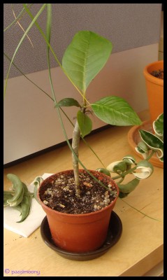 Plumeria2.jpg