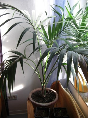 Kentia.JPG