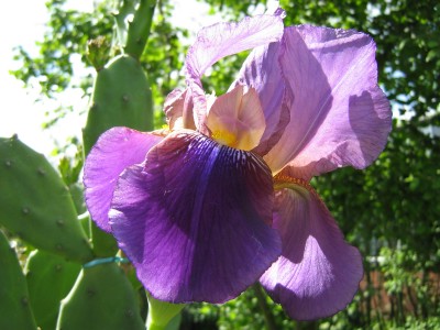 IMG_1353 Schwertlilie.jpg