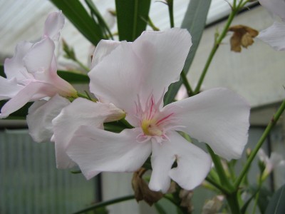 IMG_1290 Oleander weiß-rosa.jpg