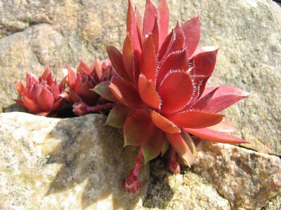 IMG_1509 Sempervivum.jpg