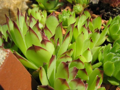 IMG_1508 Sempervivum.jpg