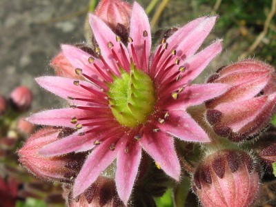 IMG_1506 Sempervivum.jpg
