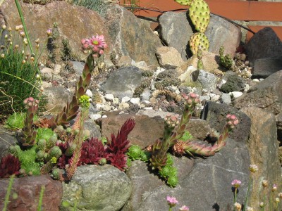 IMG_1497 Sempervivum.jpg