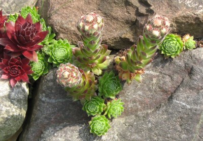 IMG_1405a Sempervivum.jpg