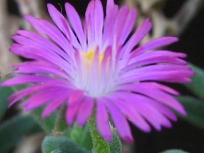IMG_1579 Trichodiadema rogersiae.jpg