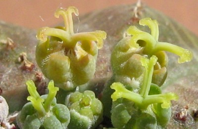 IMG_1415 Euphorbia obesa Blüte.jpg