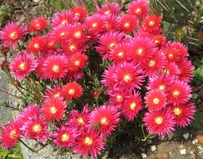 IMG_1402a Delospermum.jpg