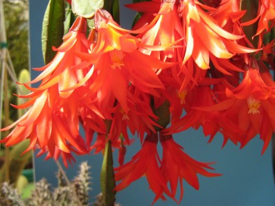 IMG_1523 Rhipsalidopsis gaertneri Hybr.jpg