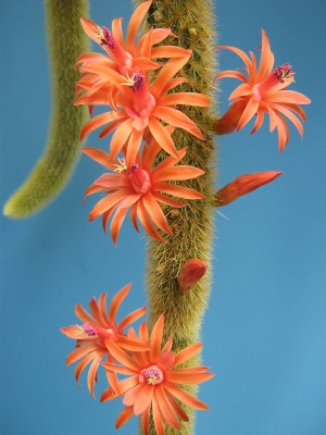 IMG_1519 Hildewintera aureispina Hybr.jpg