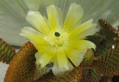 IMG_1392a Opuntia rufida Blüte.jpg