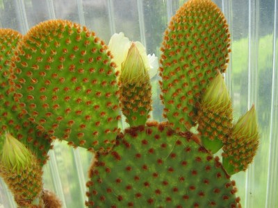 IMG_1393 Opuntia rufida.jpg