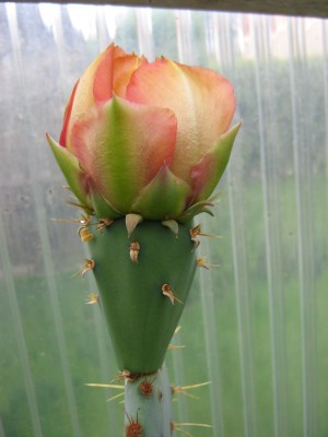 IMG_1374 Opuntia Blüte.jpg