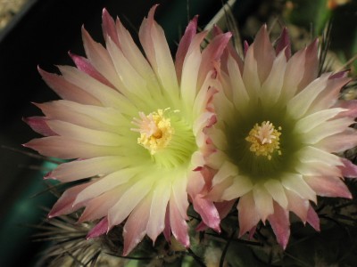 IMG_1389 Neochilenia fusea.jpg