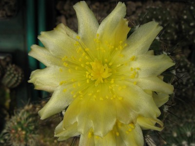 IMG_1282 Copiapoa longispina.jpg