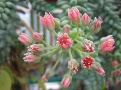 IMG_1572 Sedum morganianum x burrito.jpg