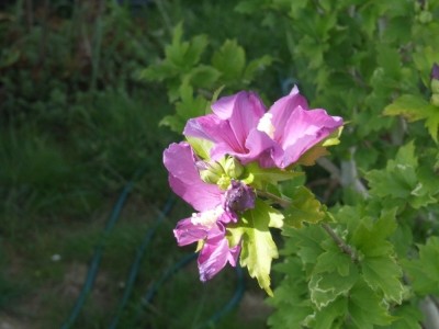hibiskus-1.jpg