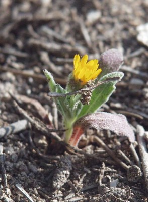 Kümmerform-von-Calendula-arvensis.jpg