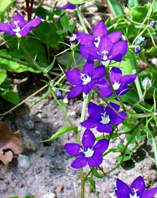Venusspiegel.-Legousia-speculum-veneris.jpg